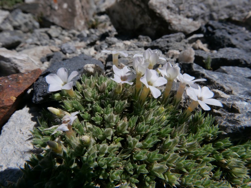 Coville's Phlox photo 2