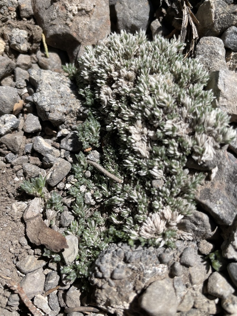 Coville's Phlox photo 4