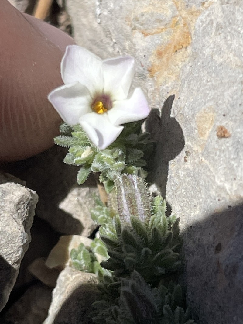 Coville's Phlox photo 5