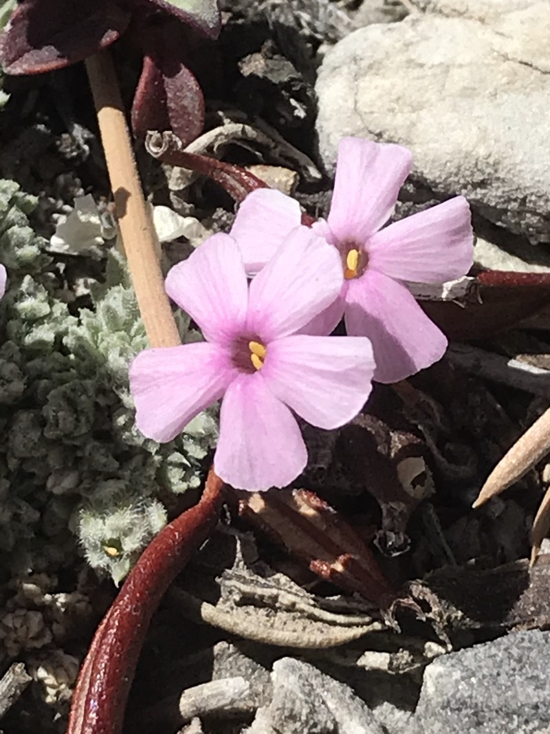 Coville's Phlox photo 7