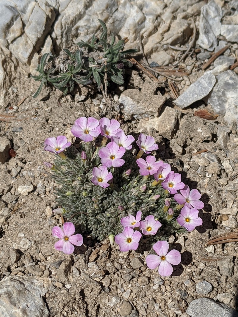 Coville's Phlox photo 8