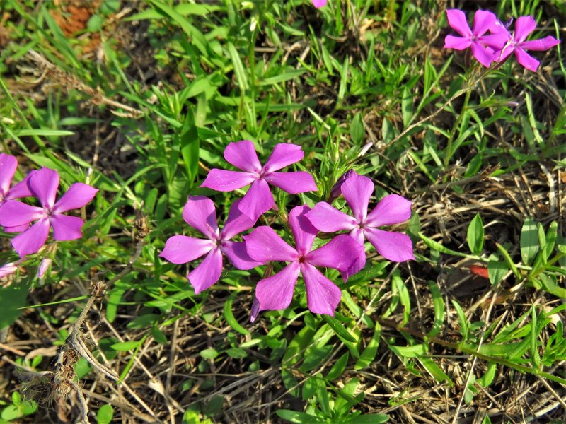 Pointed Phlox