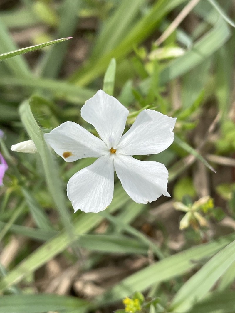 Pointed Phlox photo 2