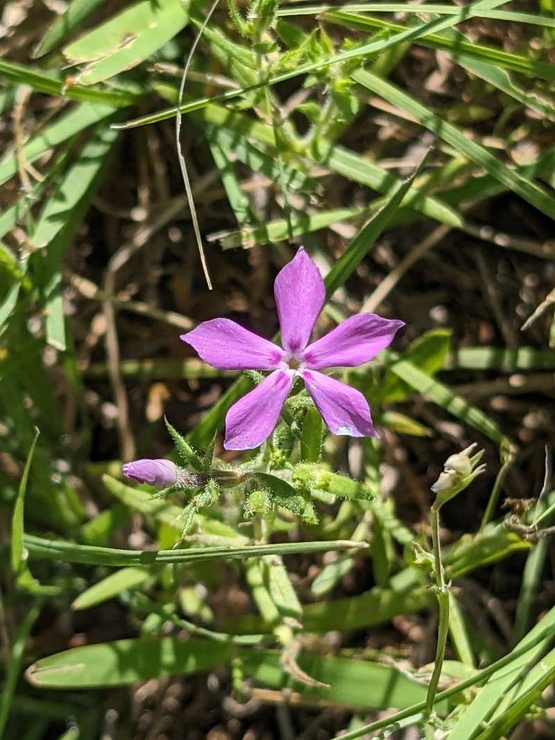 Pointed Phlox photo 3