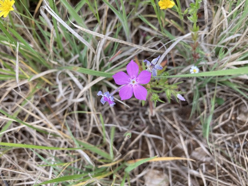 Pointed Phlox photo 4