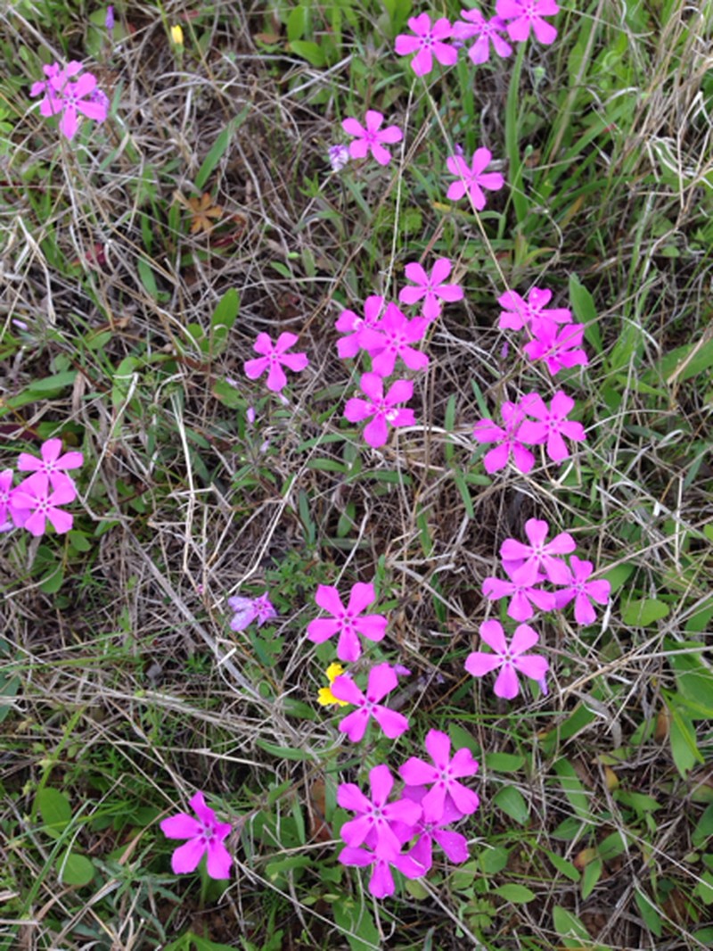 Pointed Phlox photo 5