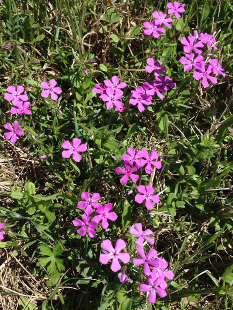 Pointed Phlox photo 6