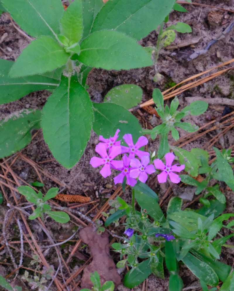 Pointed Phlox photo 7