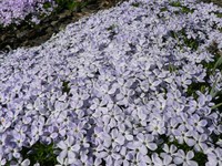 Spreading Phlox