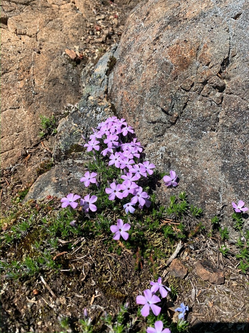 Spreading Phlox photo 3