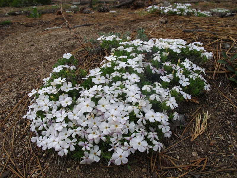 Spreading Phlox photo 4