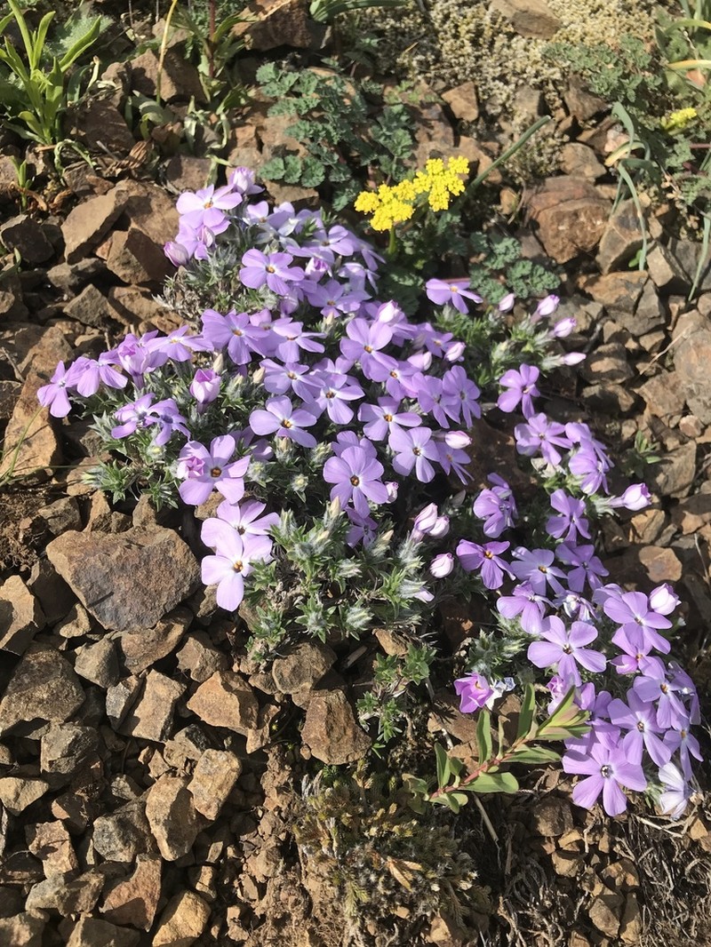 Spreading Phlox photo 5