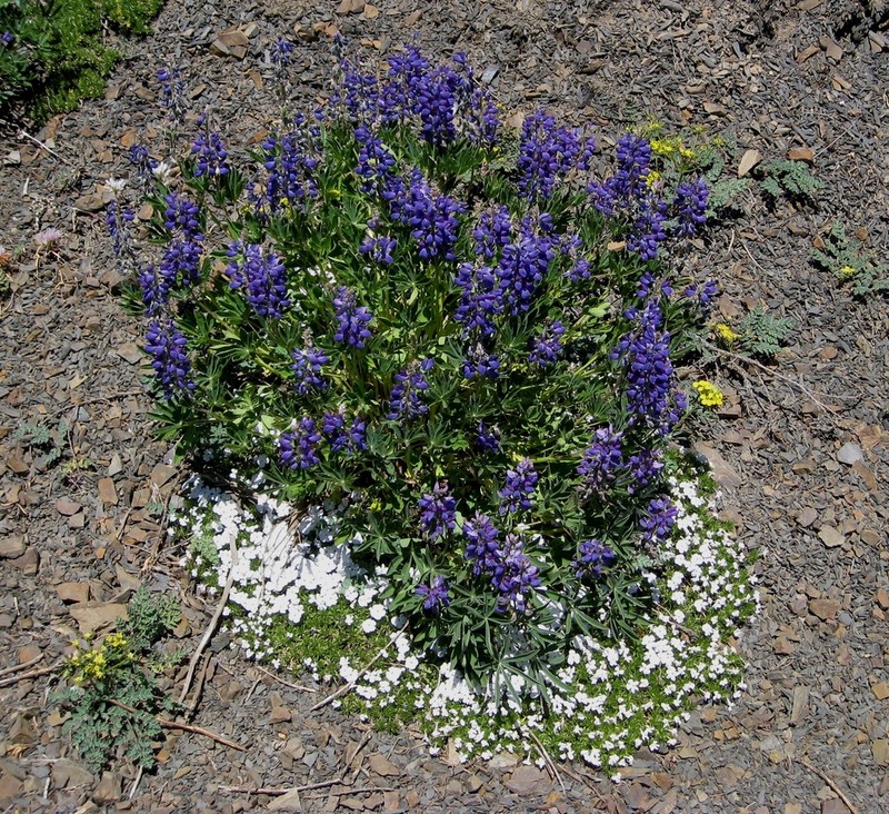 Spreading Phlox photo 6
