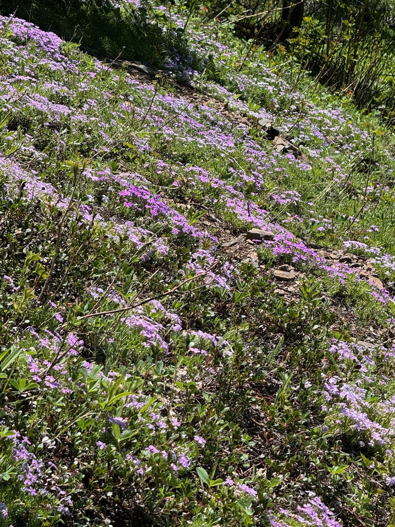 Spreading Phlox photo 7
