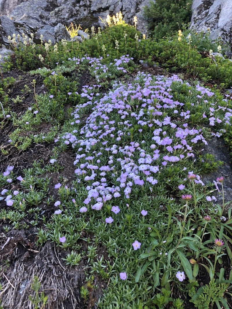 Spreading Phlox photo 8