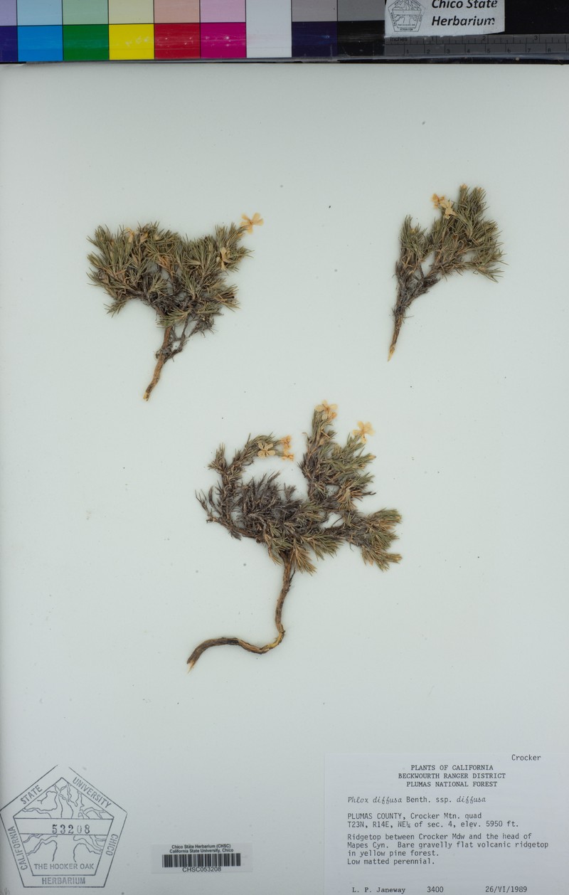 Phlox diffusa subsp. diffusa