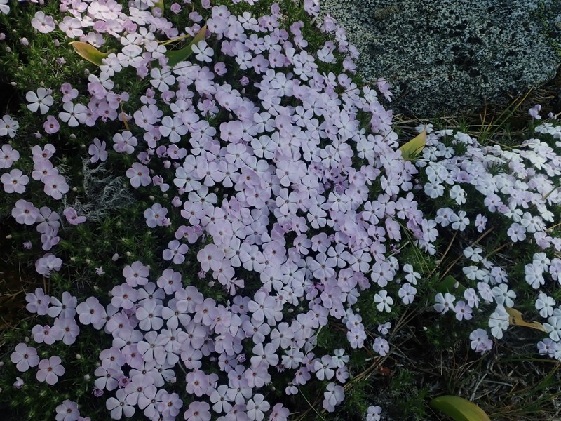 Phlox diffusa subsp. longistylis