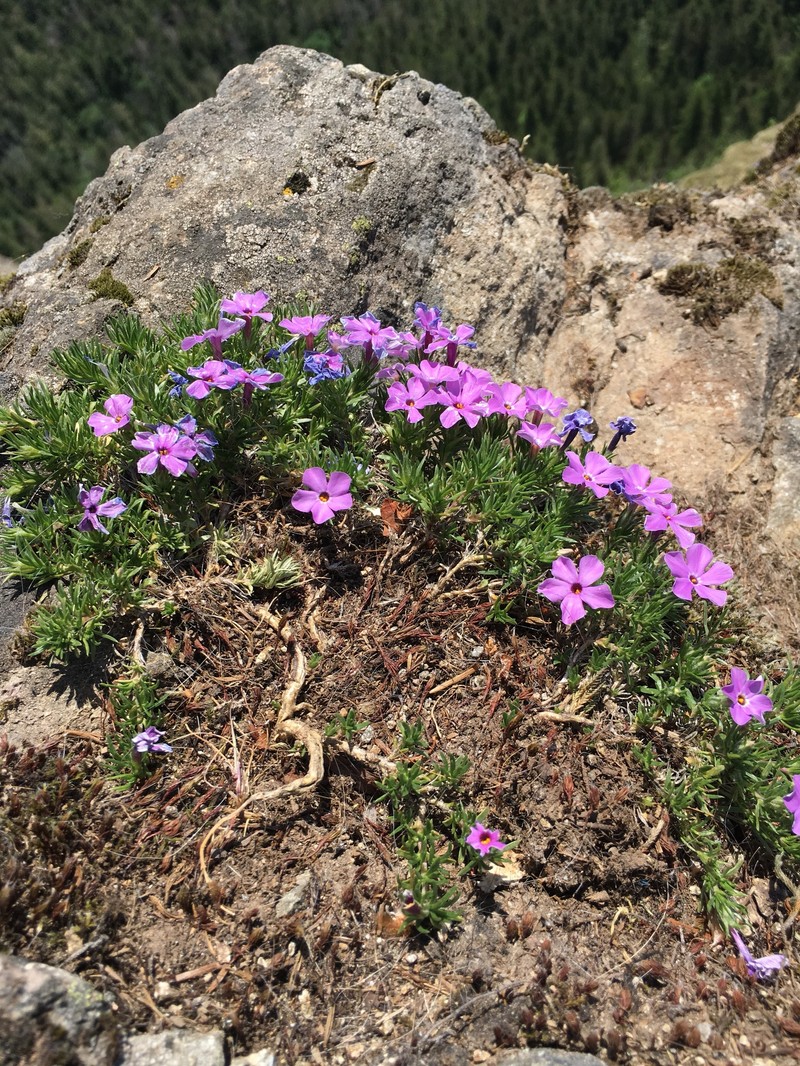 Phlox diffusa subsp. longistylis photo 2