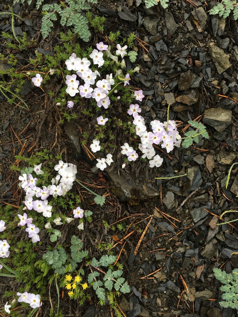Phlox diffusa subsp. longistylis photo 3