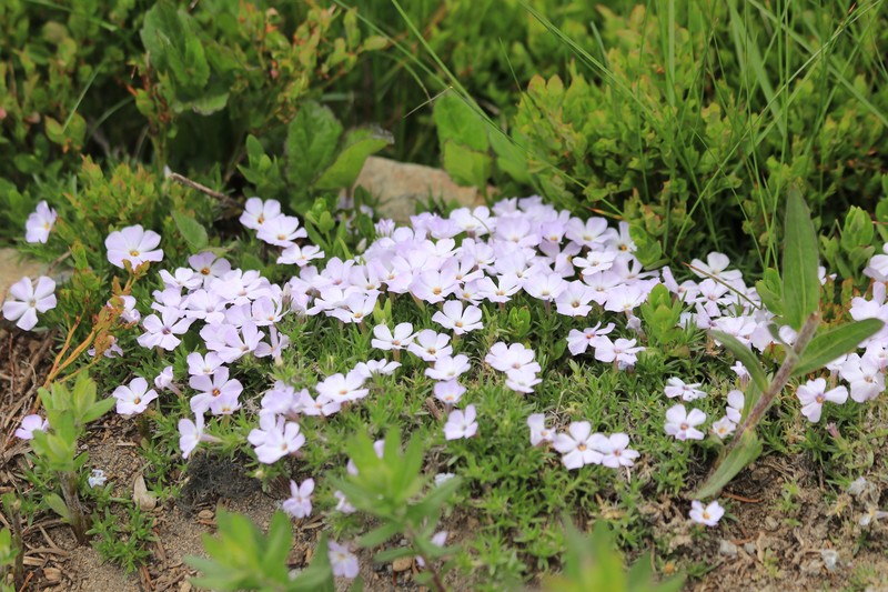 Phlox diffusa subsp. longistylis photo 4