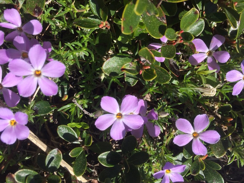 Phlox diffusa subsp. longistylis photo 5