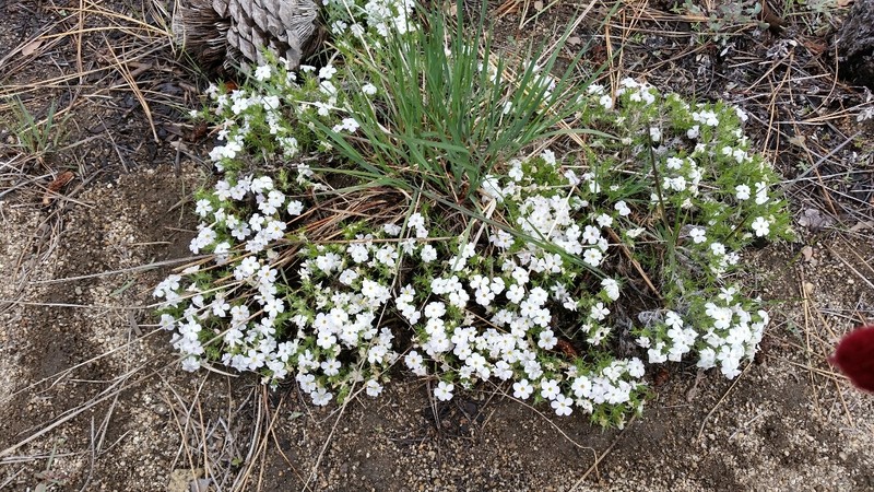 Phlox diffusa subsp. longistylis photo 6
