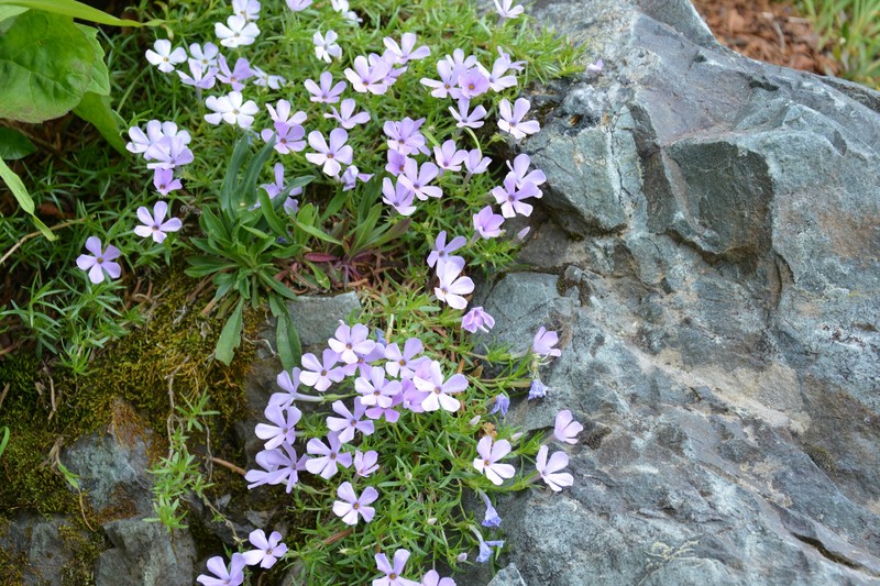 Phlox diffusa subsp. longistylis photo 7