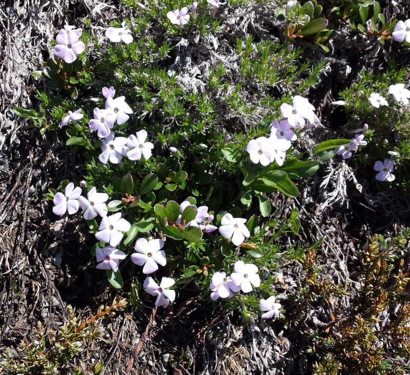 Phlox diffusa subsp. longistylis photo 8