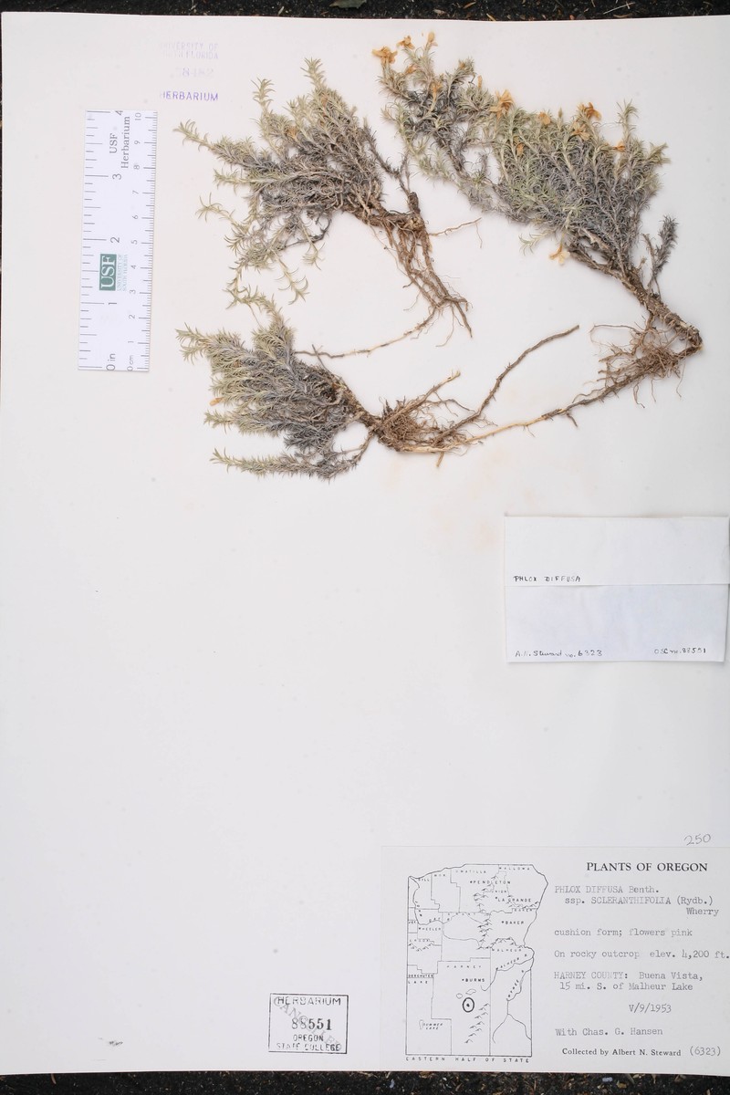 Phlox diffusa subsp. scleranthifolia