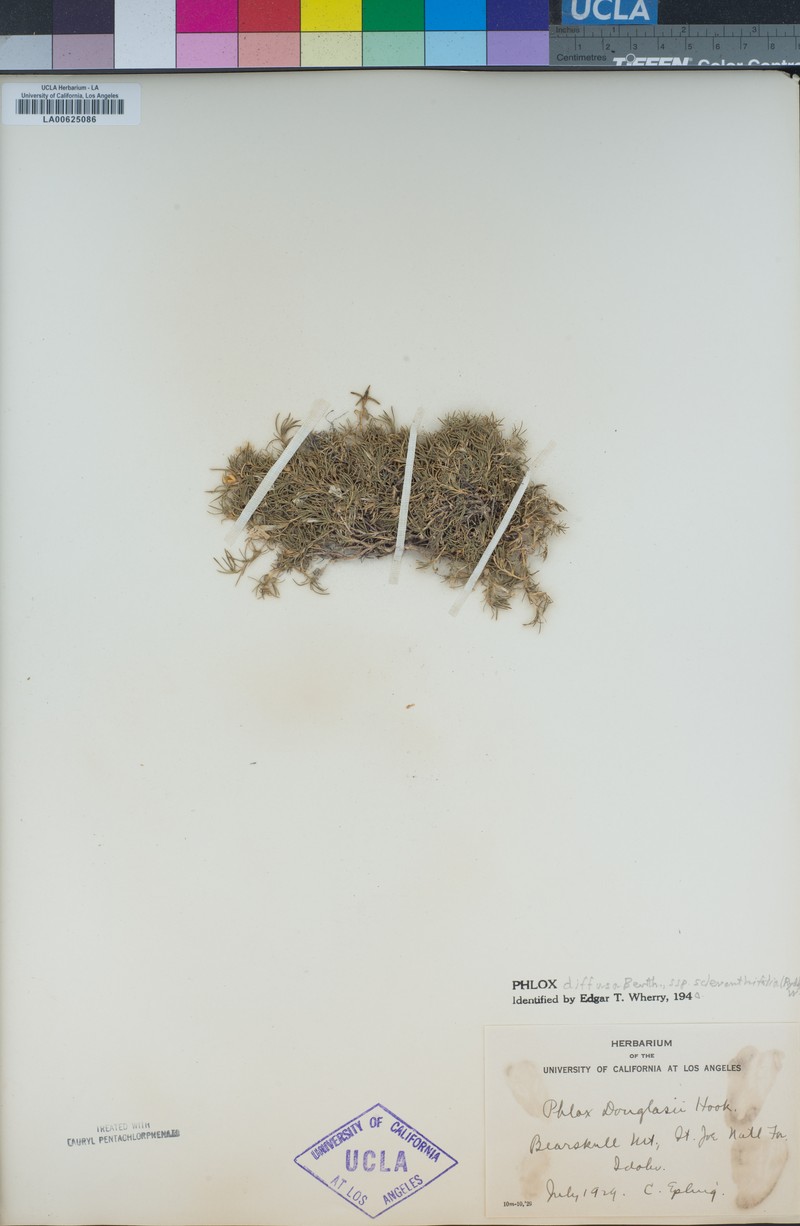 Phlox diffusa subsp. scleranthifolia photo 2