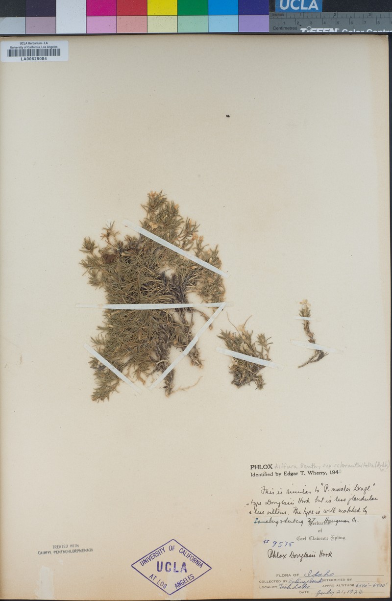 Phlox diffusa subsp. scleranthifolia photo 3