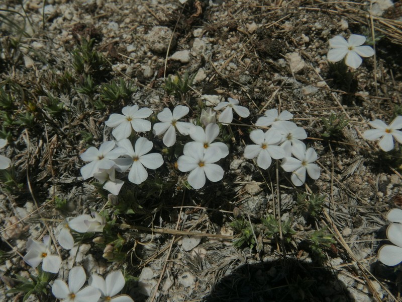 High Sierra Phlox