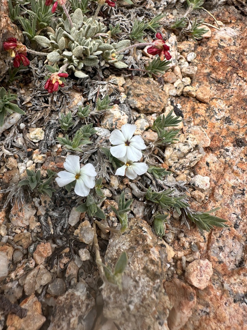 High Sierra Phlox photo 2