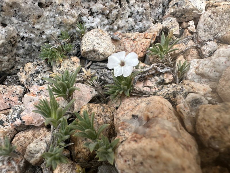 High Sierra Phlox photo 3