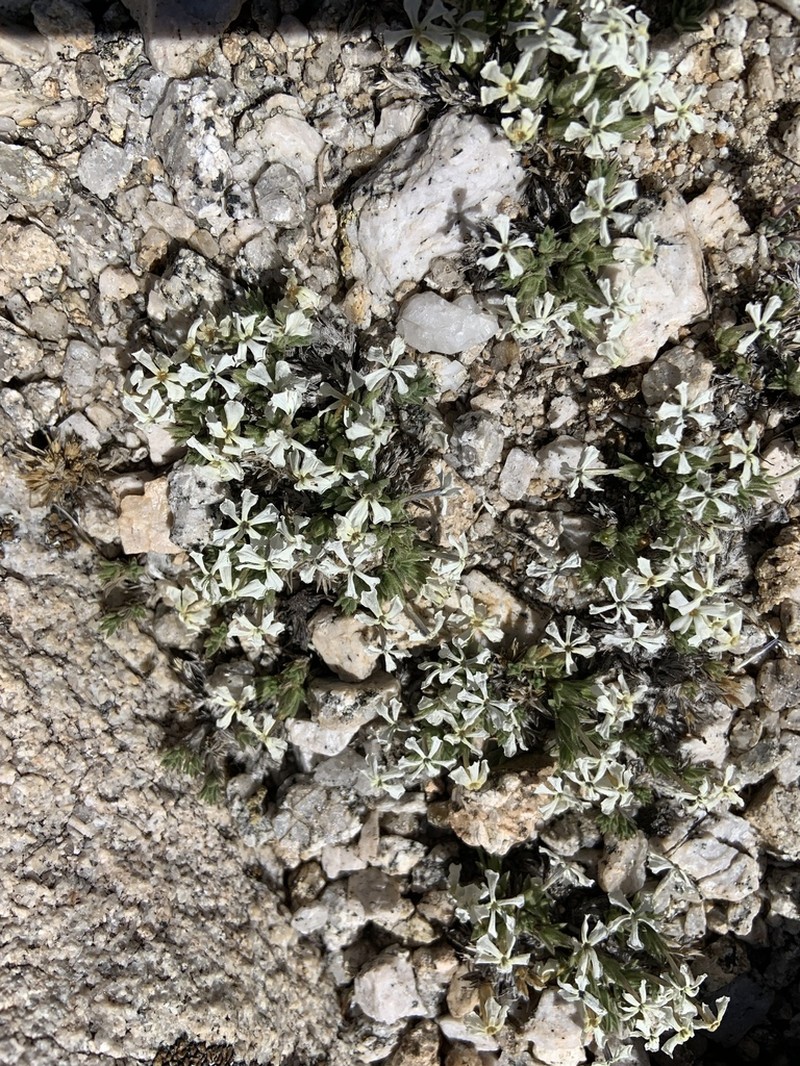High Sierra Phlox photo 4