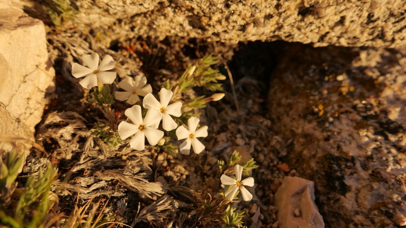 High Sierra Phlox photo 5