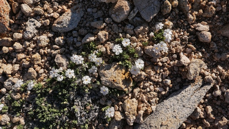 High Sierra Phlox photo 6