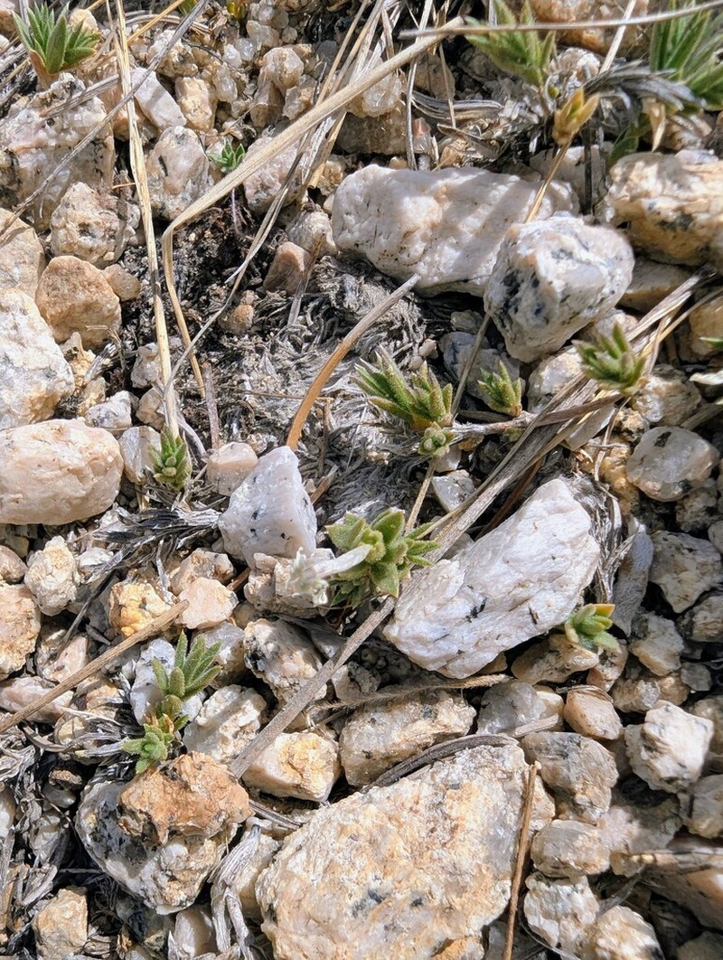 High Sierra Phlox photo 7