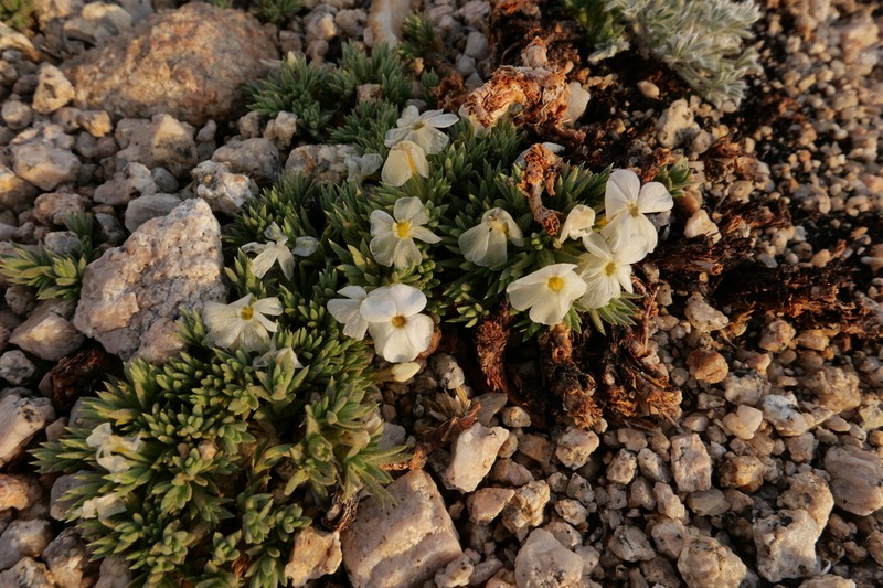 High Sierra Phlox photo 8