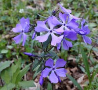 Wild Blue Phlox