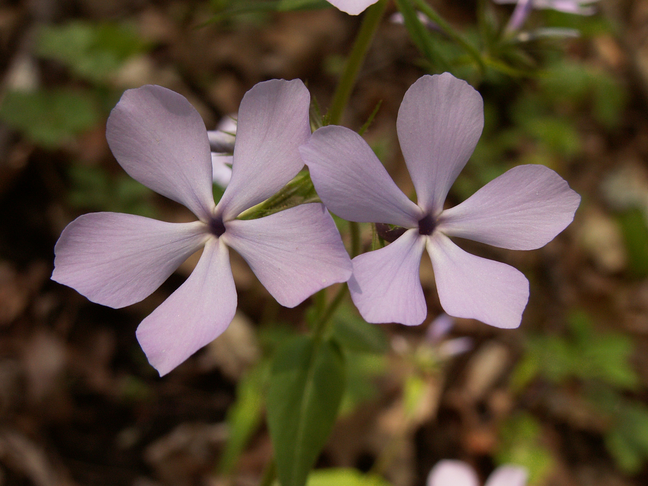 Wild Blue Phlox photo 6