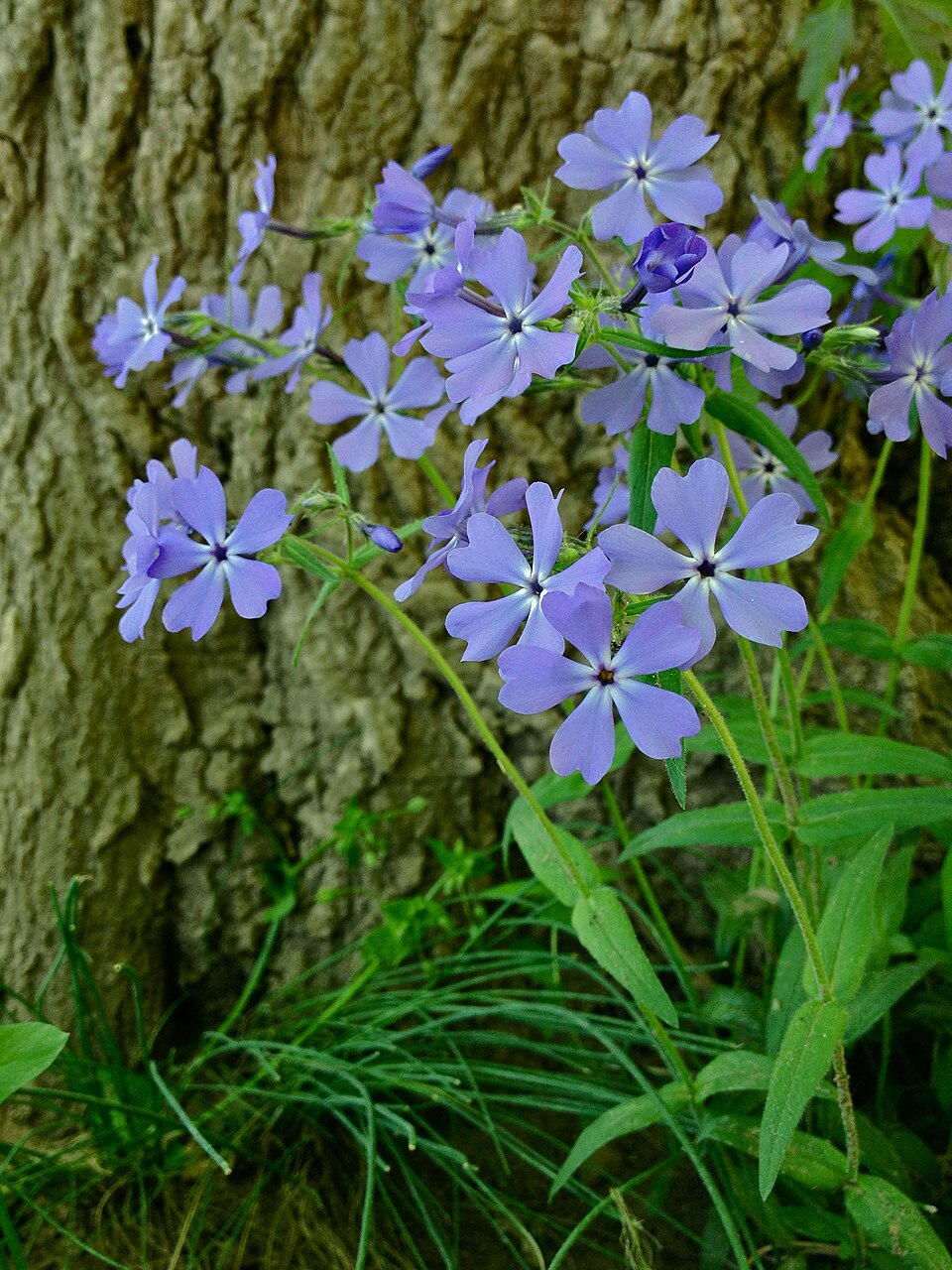 Wild Blue Phlox photo 7