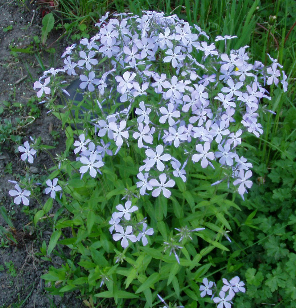 Wild Blue Phlox photo 8