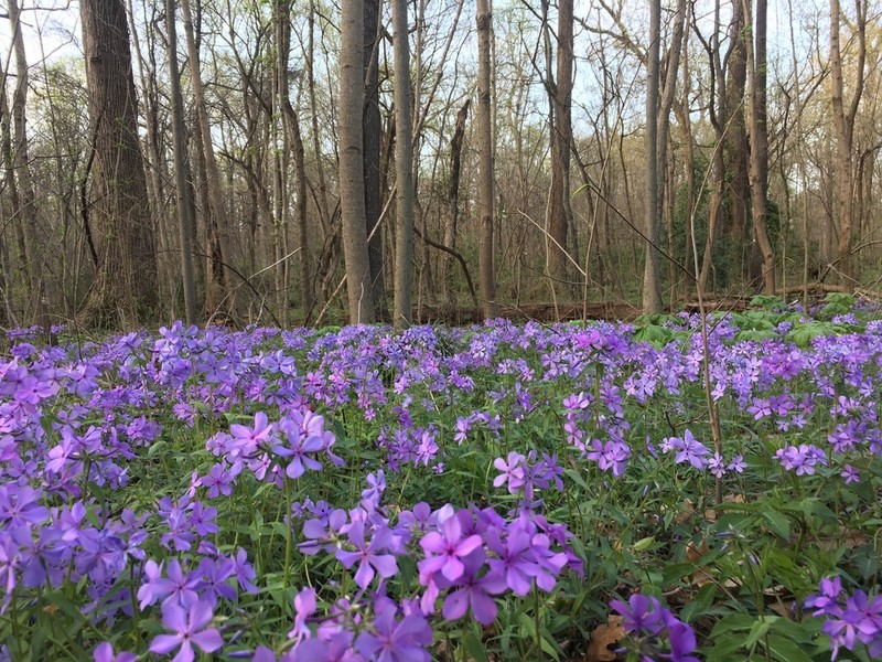 Wild Blue Phlox photo 6