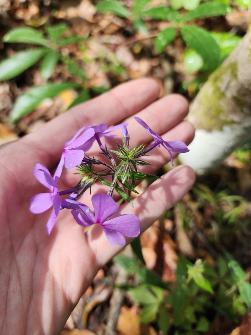 Wild Blue Phlox photo 7