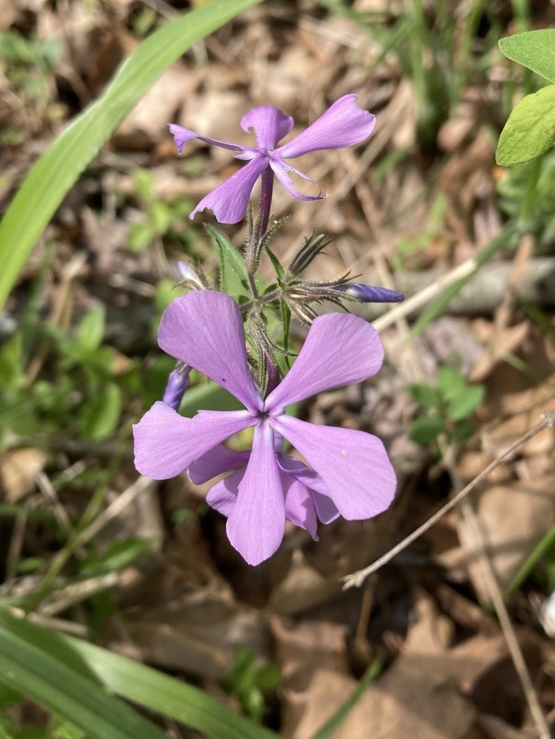 Wild Blue Phlox photo 8