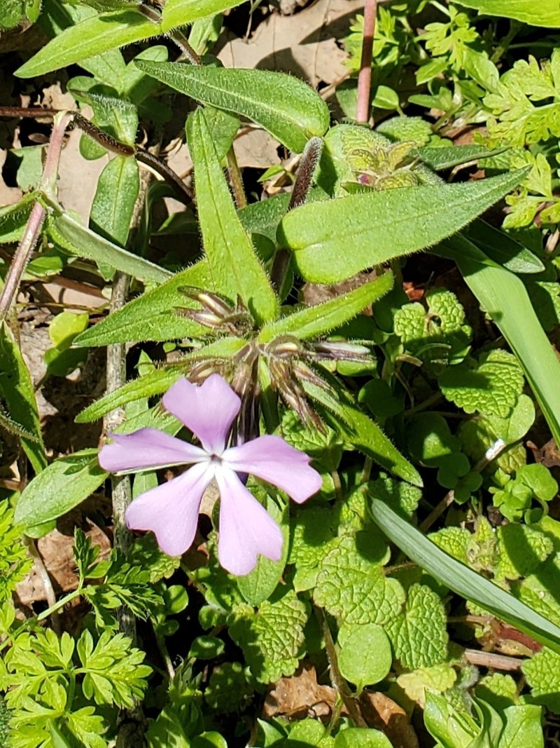 Phlox divaricata subsp. divaricata