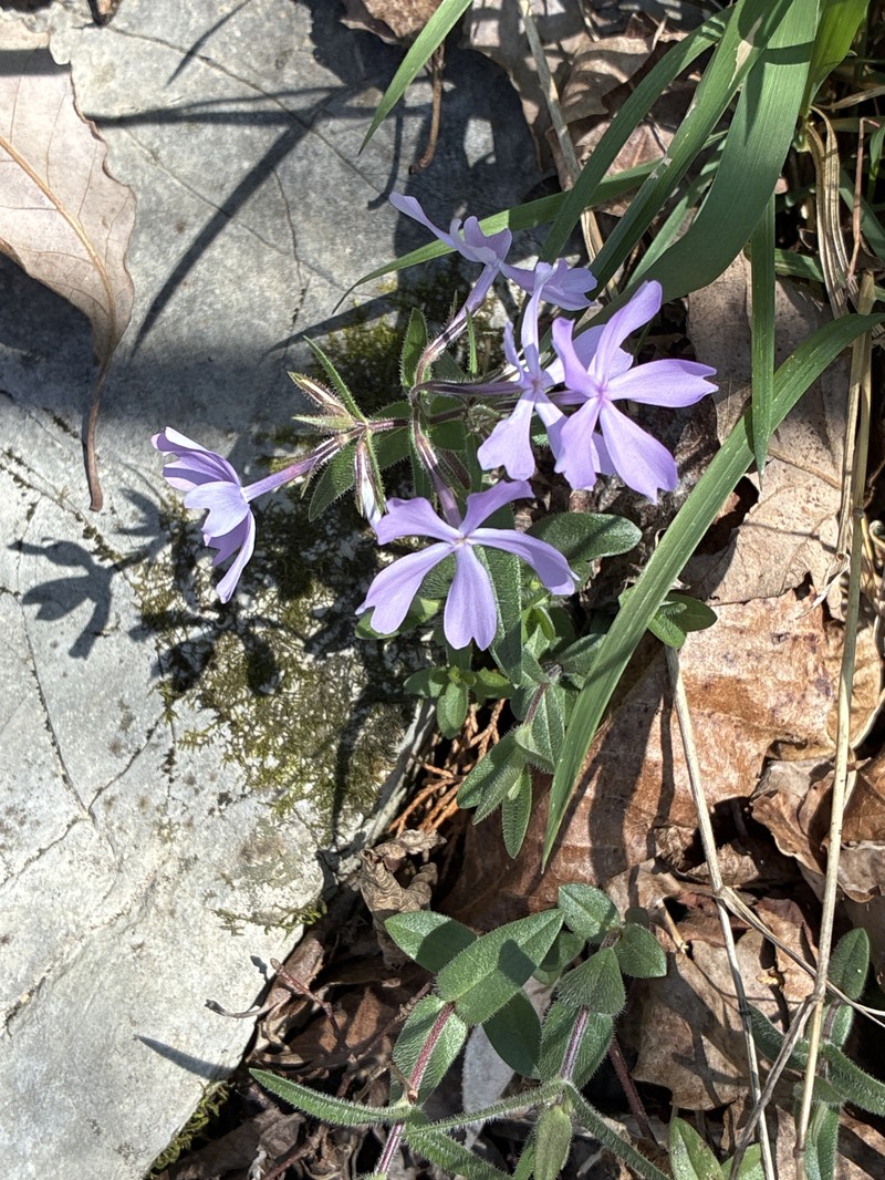 Phlox divaricata subsp. divaricata photo 2
