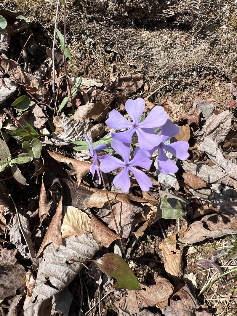 Phlox divaricata subsp. divaricata photo 3