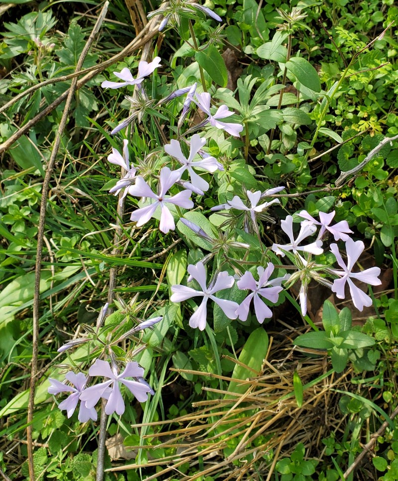 Phlox divaricata subsp. divaricata photo 4